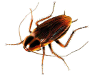 roach